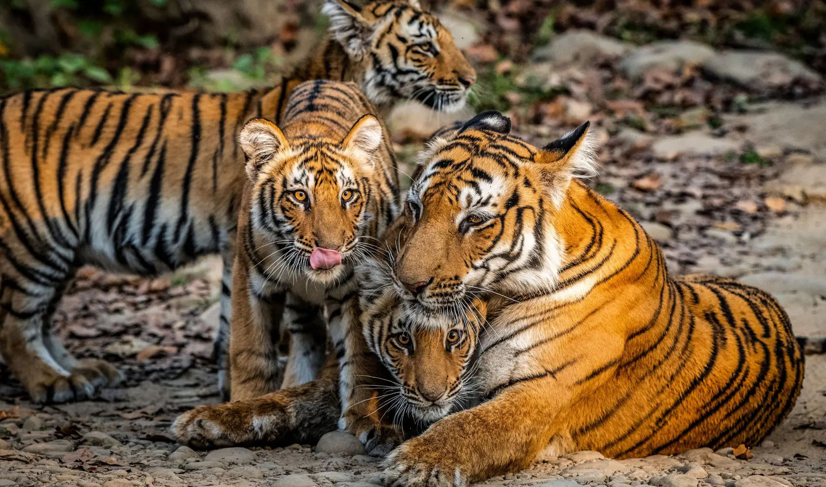 コルベット国立公園＆ナイニタール 3泊4日ツアー